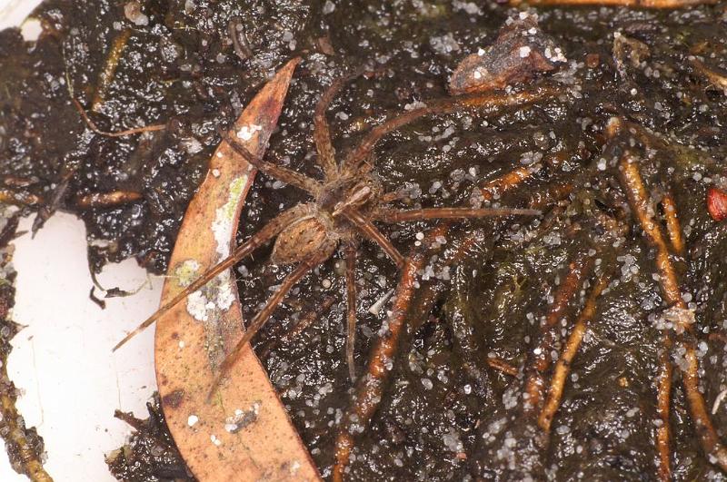 Dolomedes_ZZ624_D7940_Z_88_North Stradbroke island_Australie.jpg